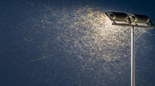 Ierland, midges, insecten, vleermuizen,